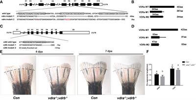 Enhanced insulin activity achieved in VDRa/b ablation zebrafish